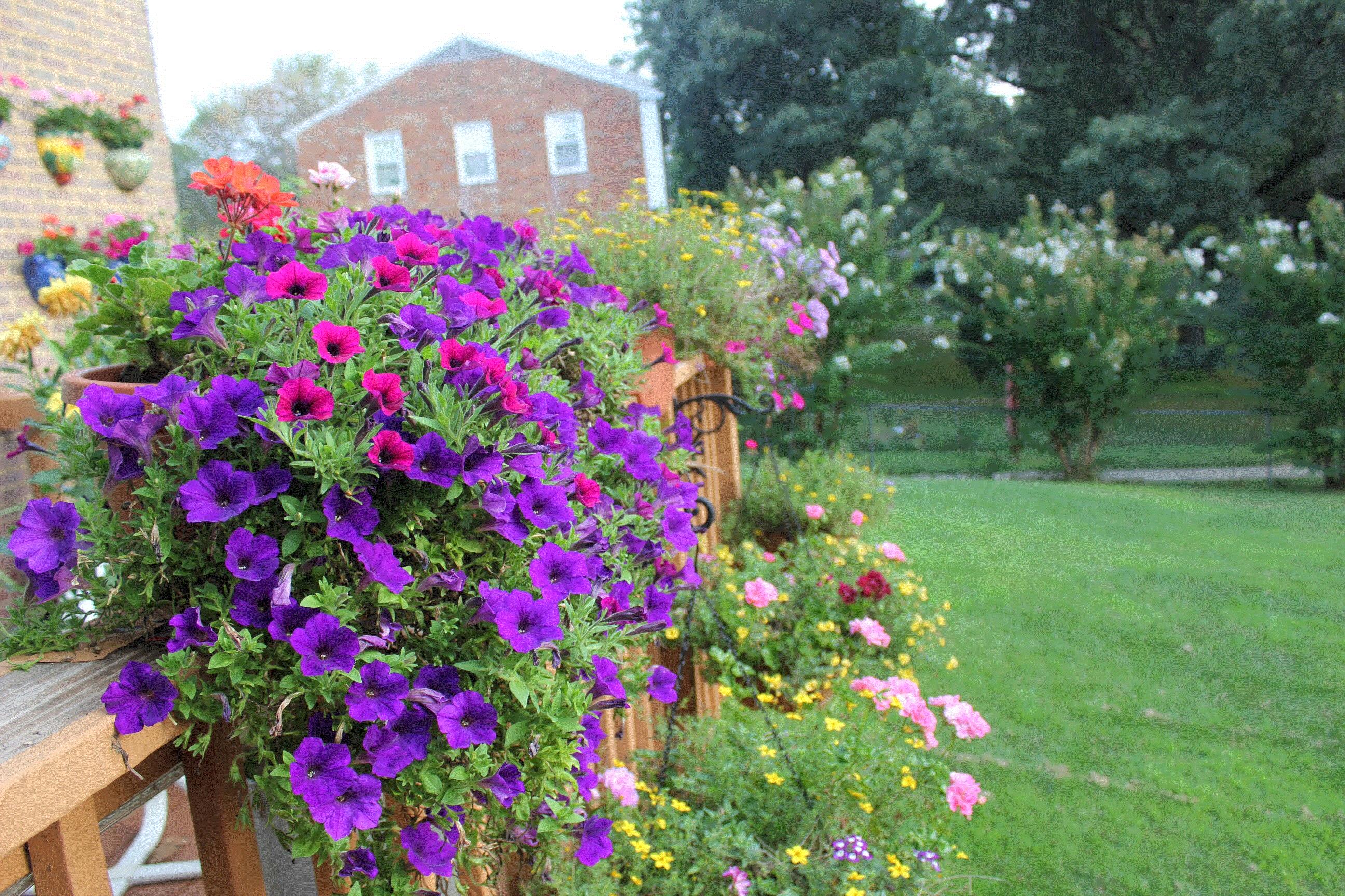 Thammanoon, Fairfax, Virginia