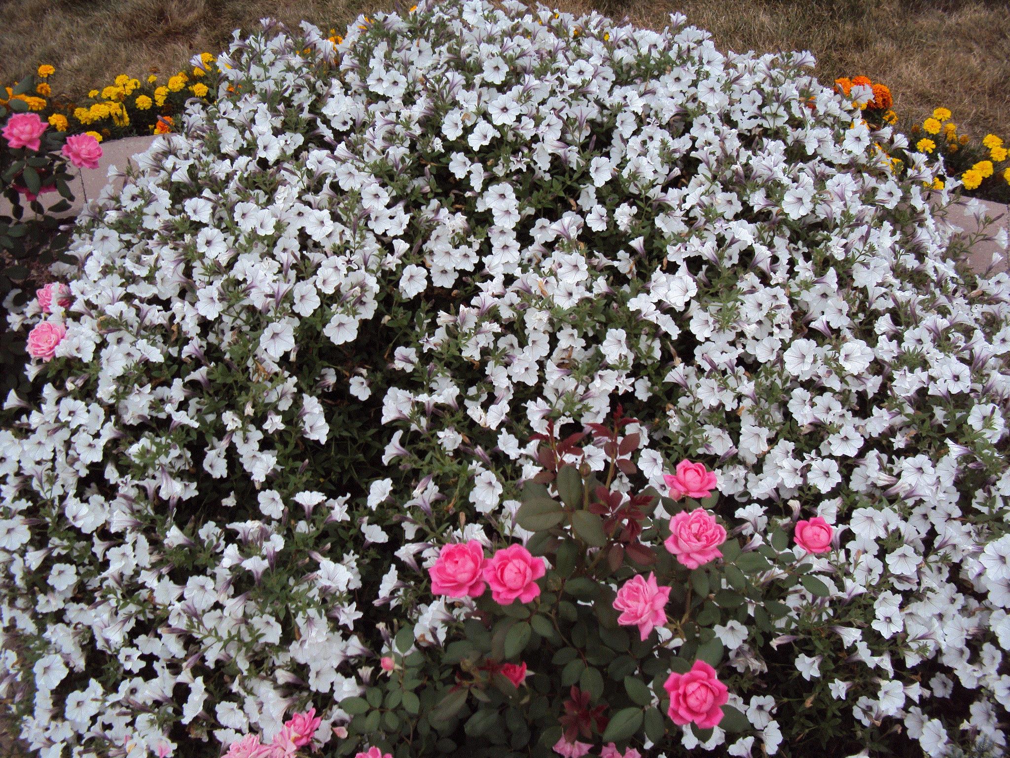 Judy, Caledonia, Minnesota