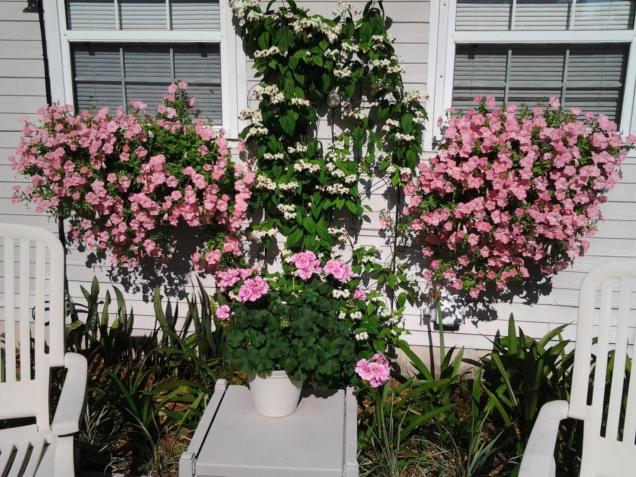 JOY, Summerfield, FL