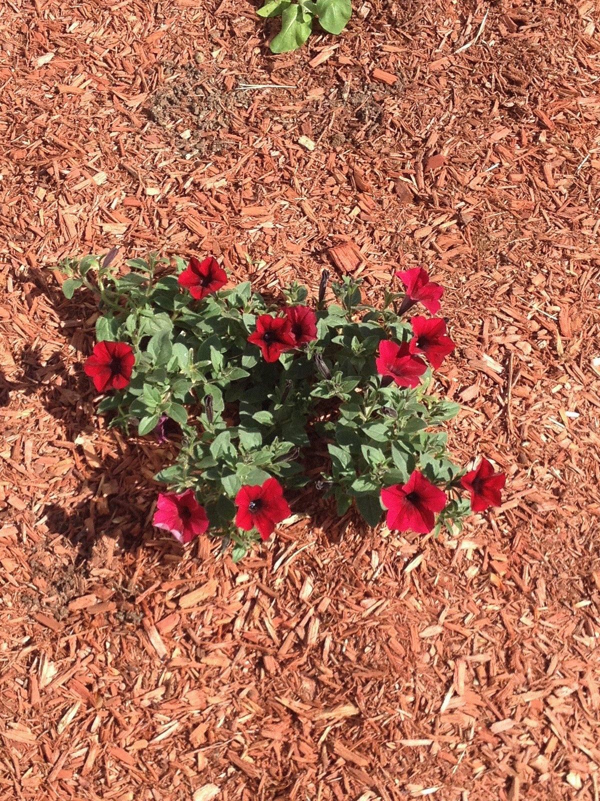 Jennifer, Hudson, MA