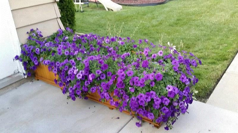 Tina, Chicago, IL (Southsider)