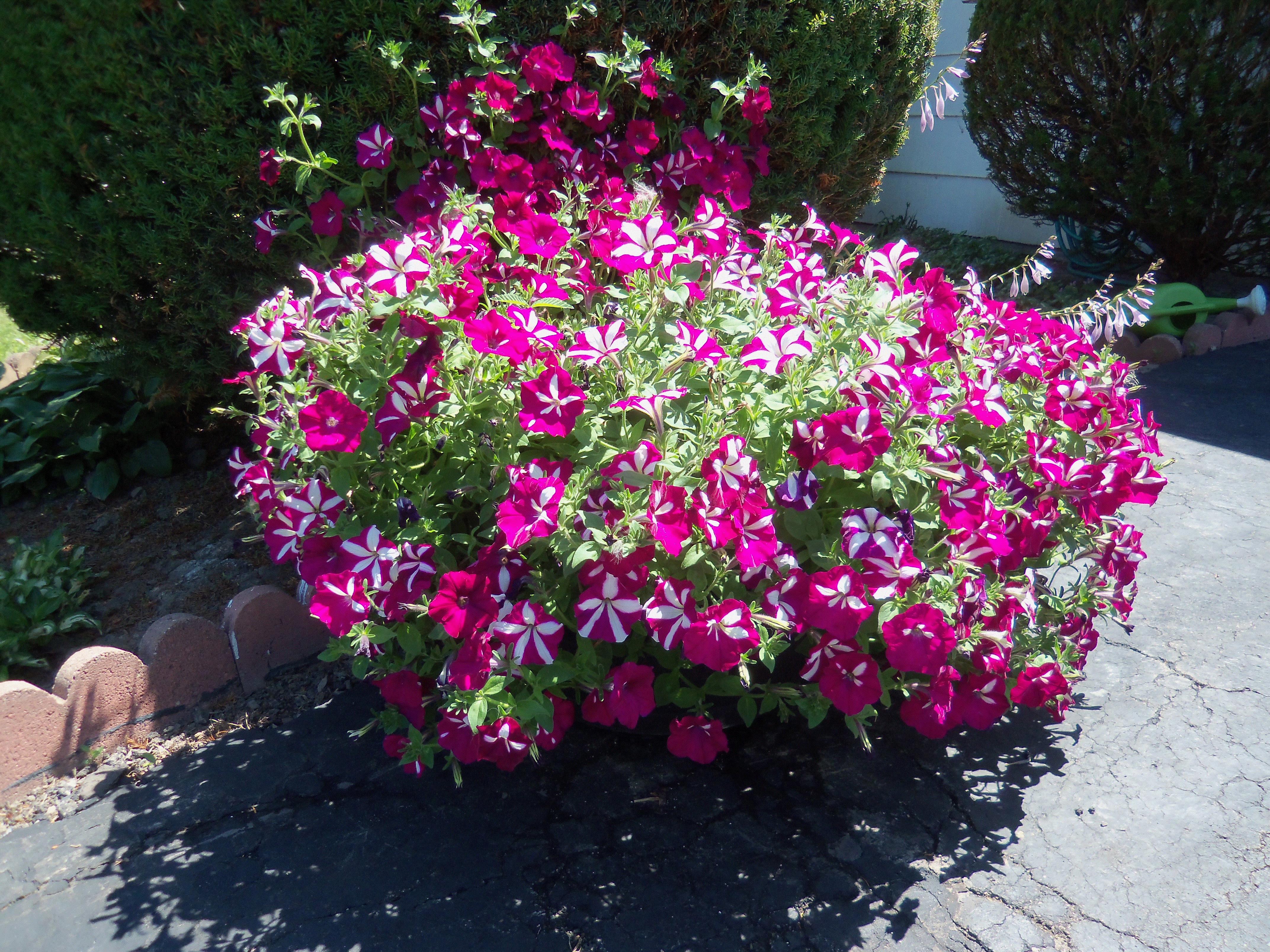 Susan, Lewiston, N.Y.