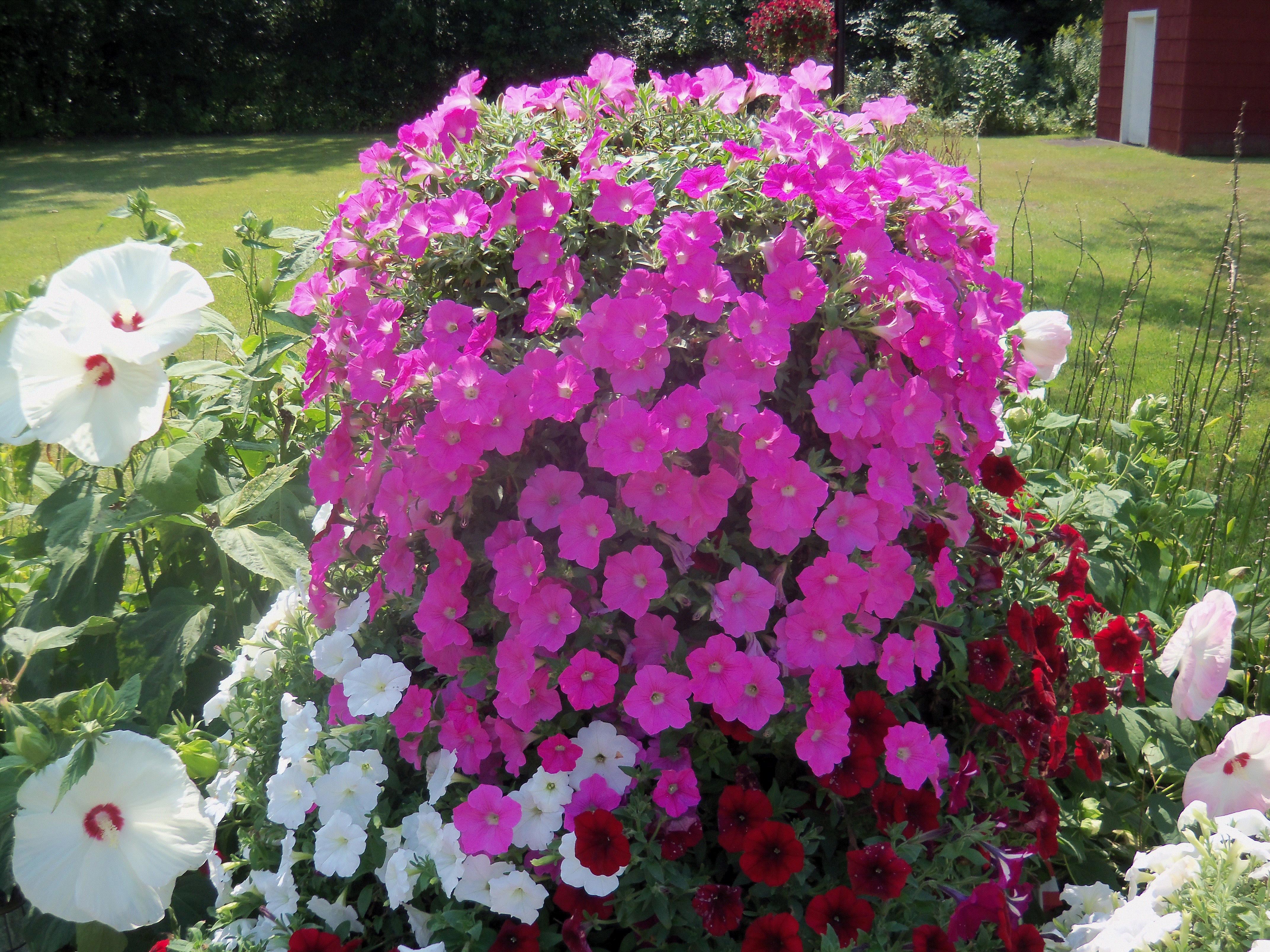 Susan, Lewiston, N.Y.