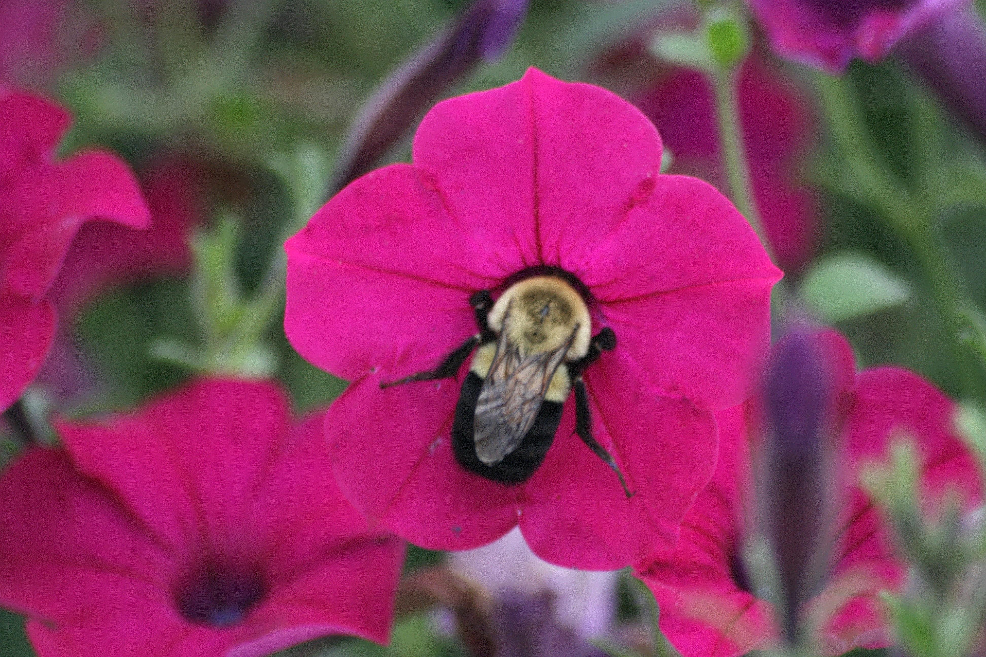 Kay, Whitehall, Michigan