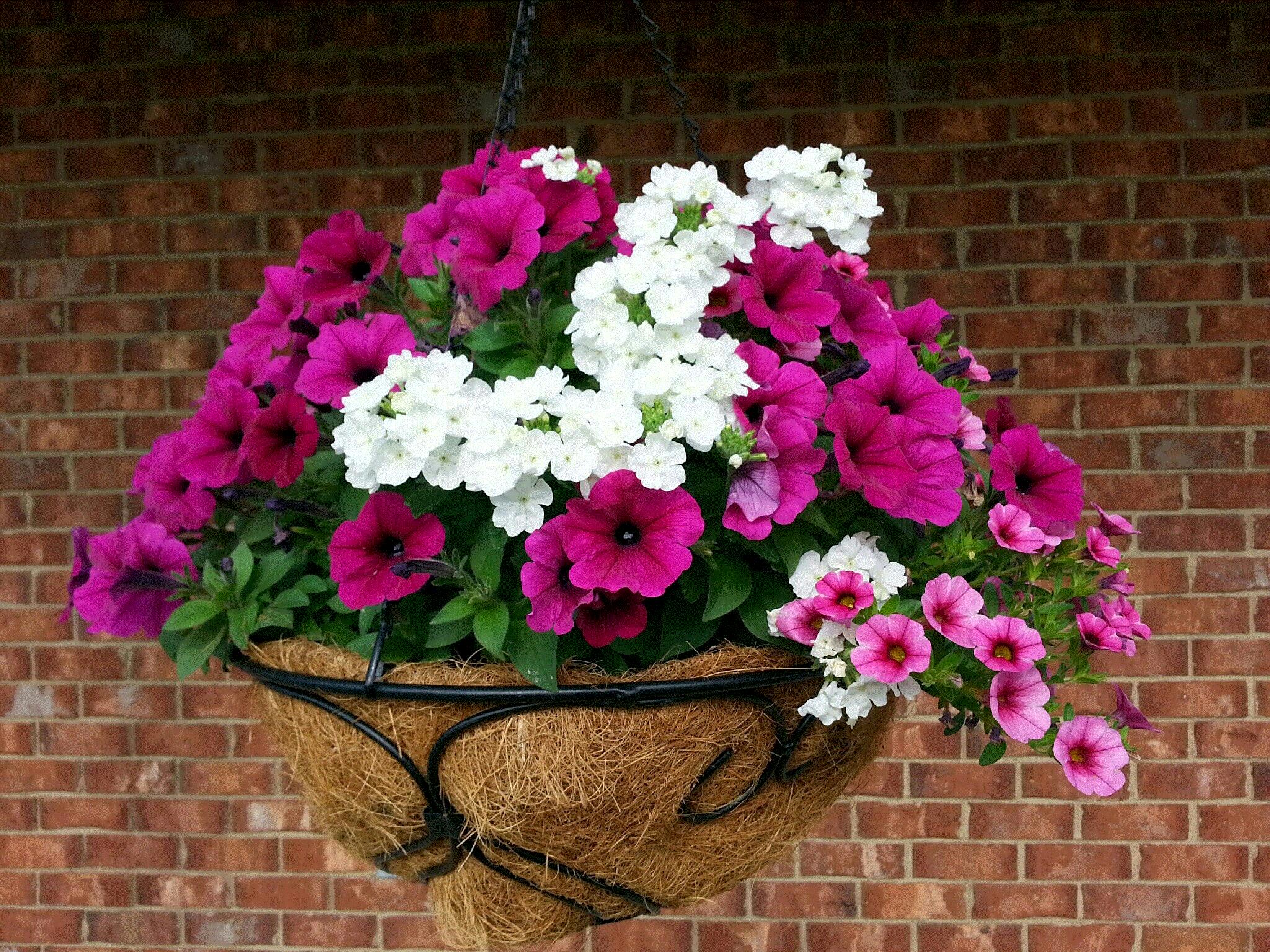 Jacqueline, Bonaire, Georgia