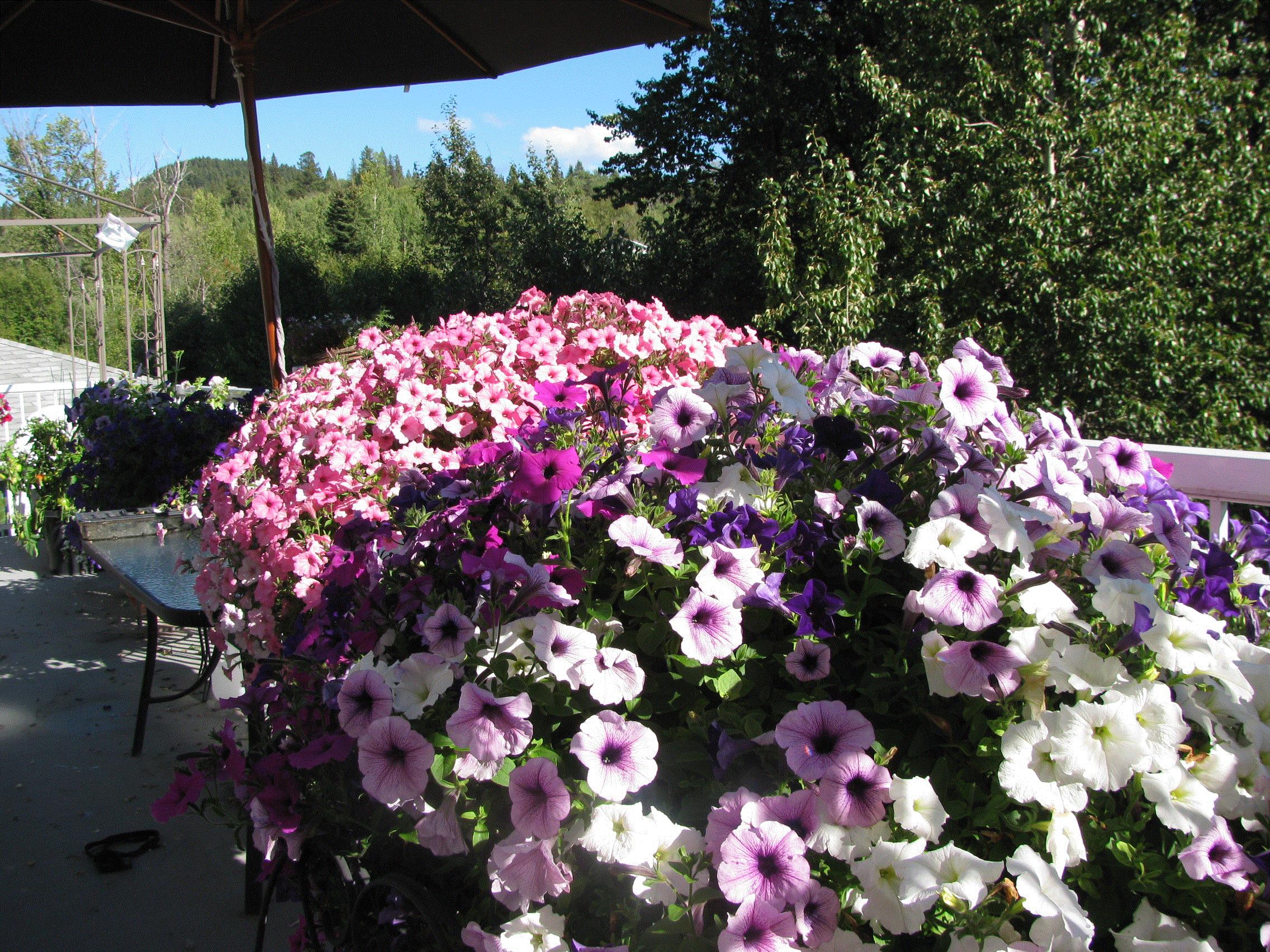 Suzanne, Fort St. James