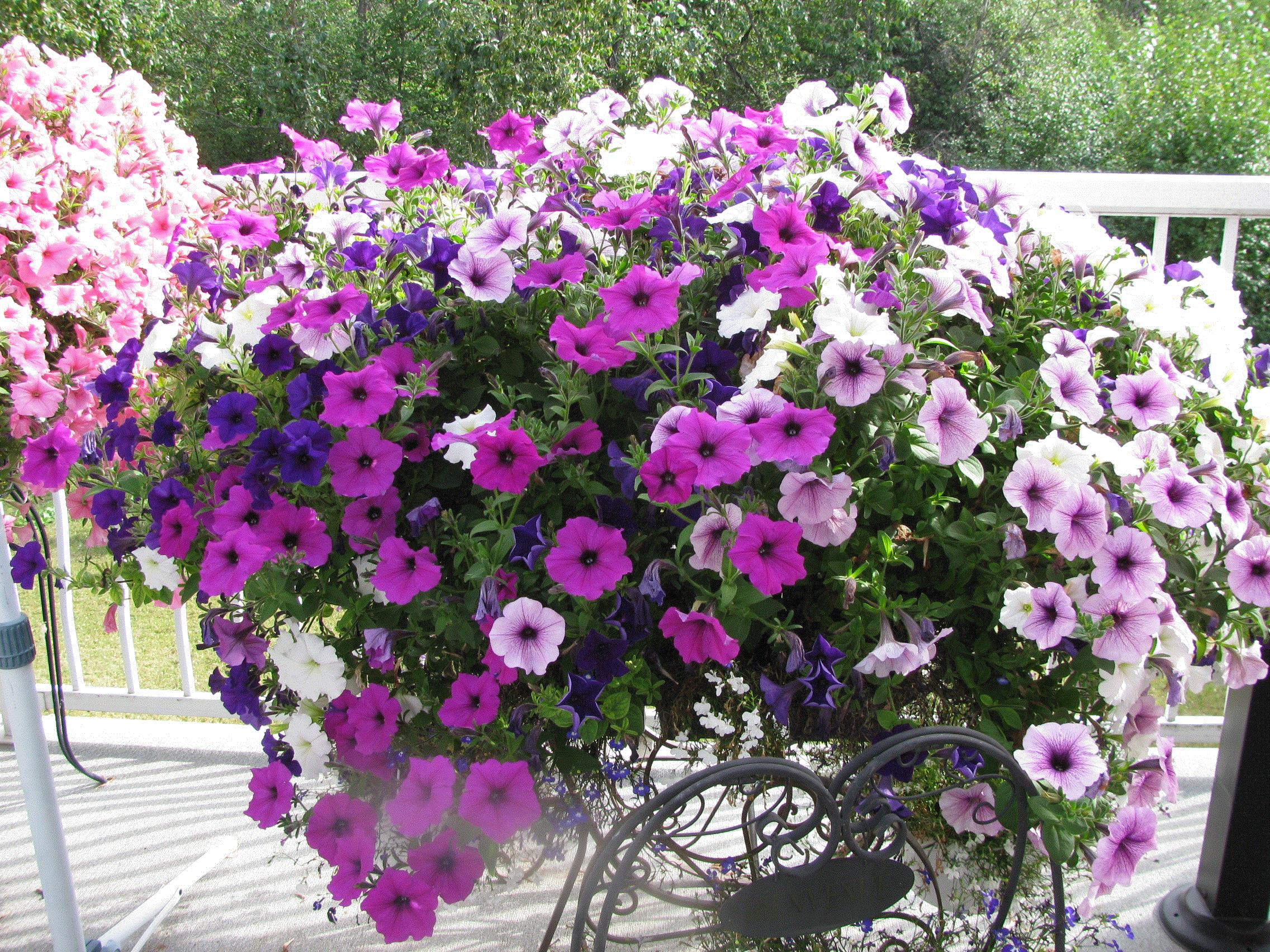 Suzanne, Fort St. James