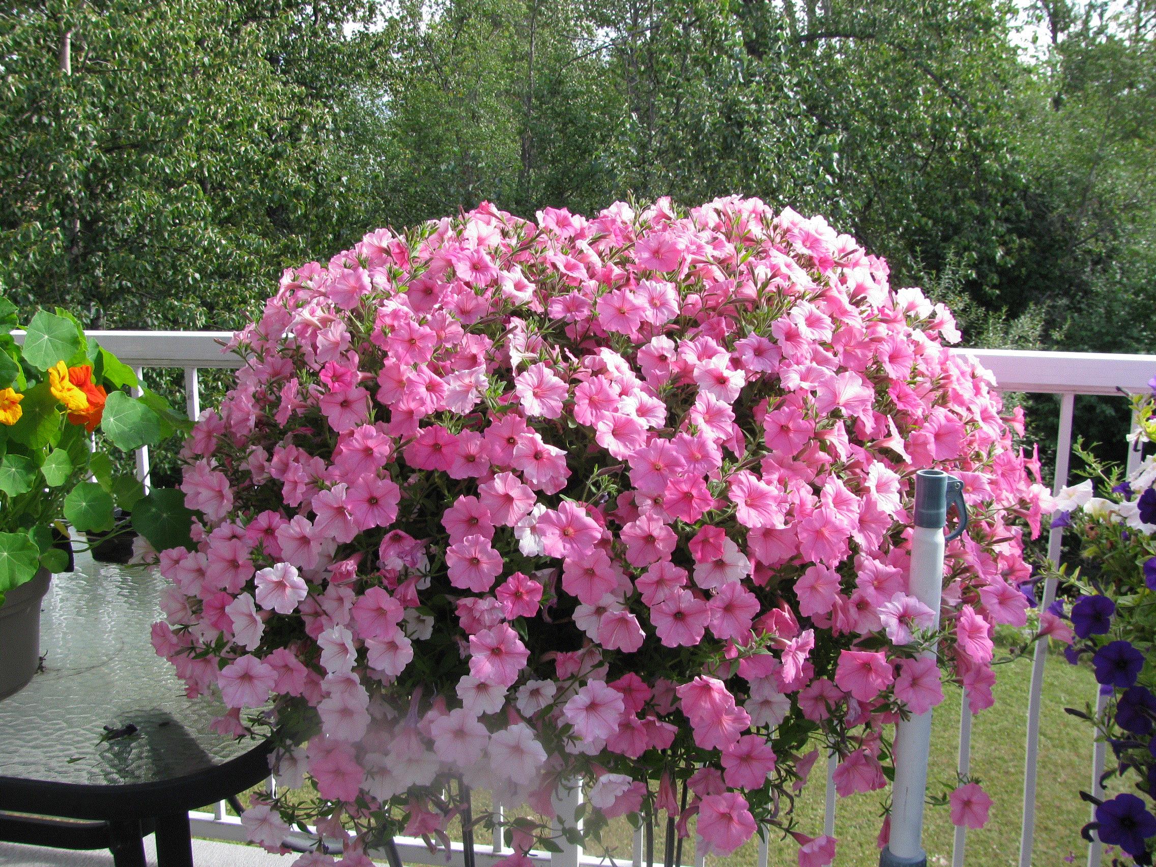 Suzanne, Fort St. James