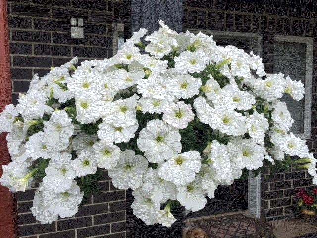 Josephine, Regina, Saskatchewan