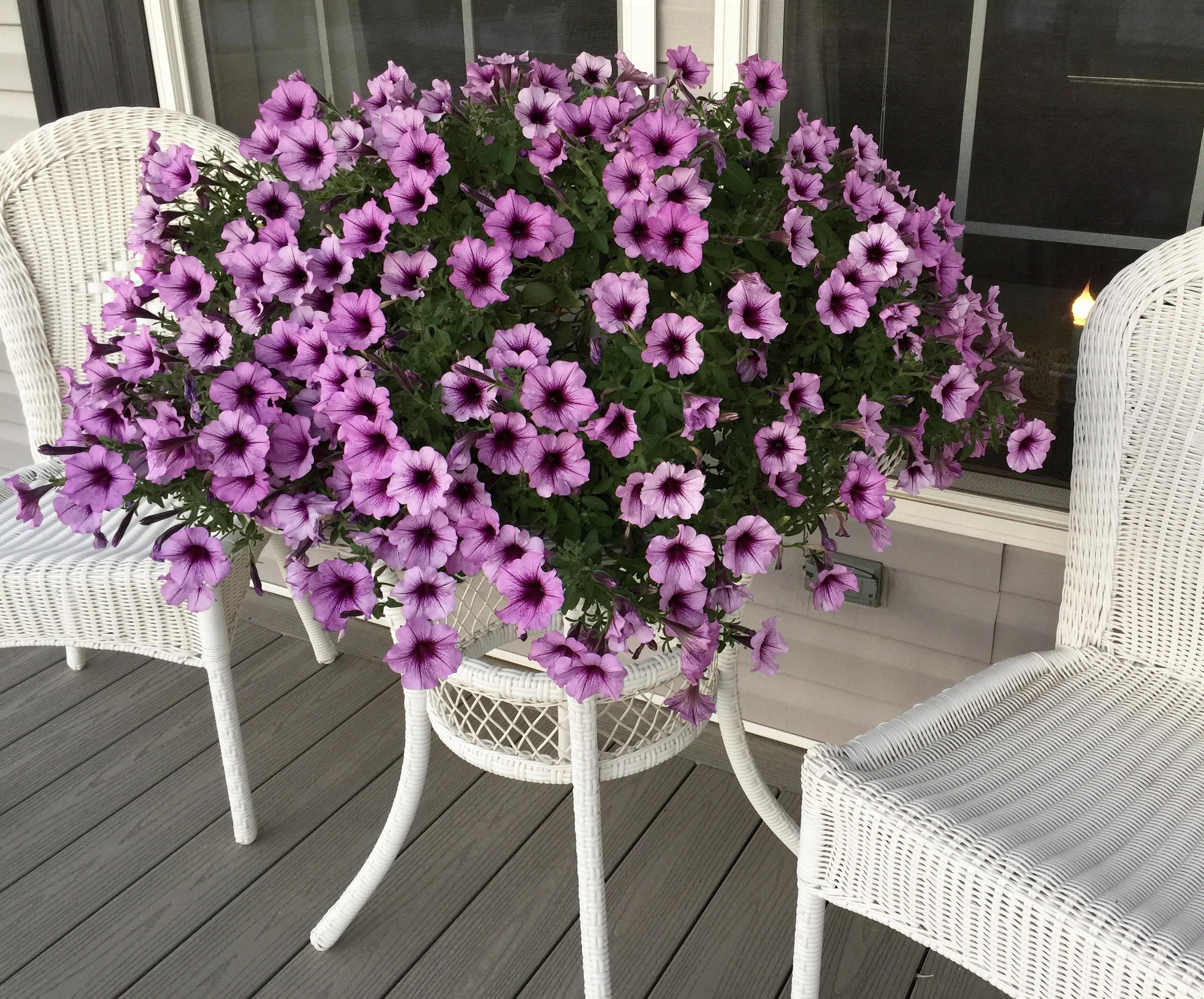 Arlene, Clarence, New York