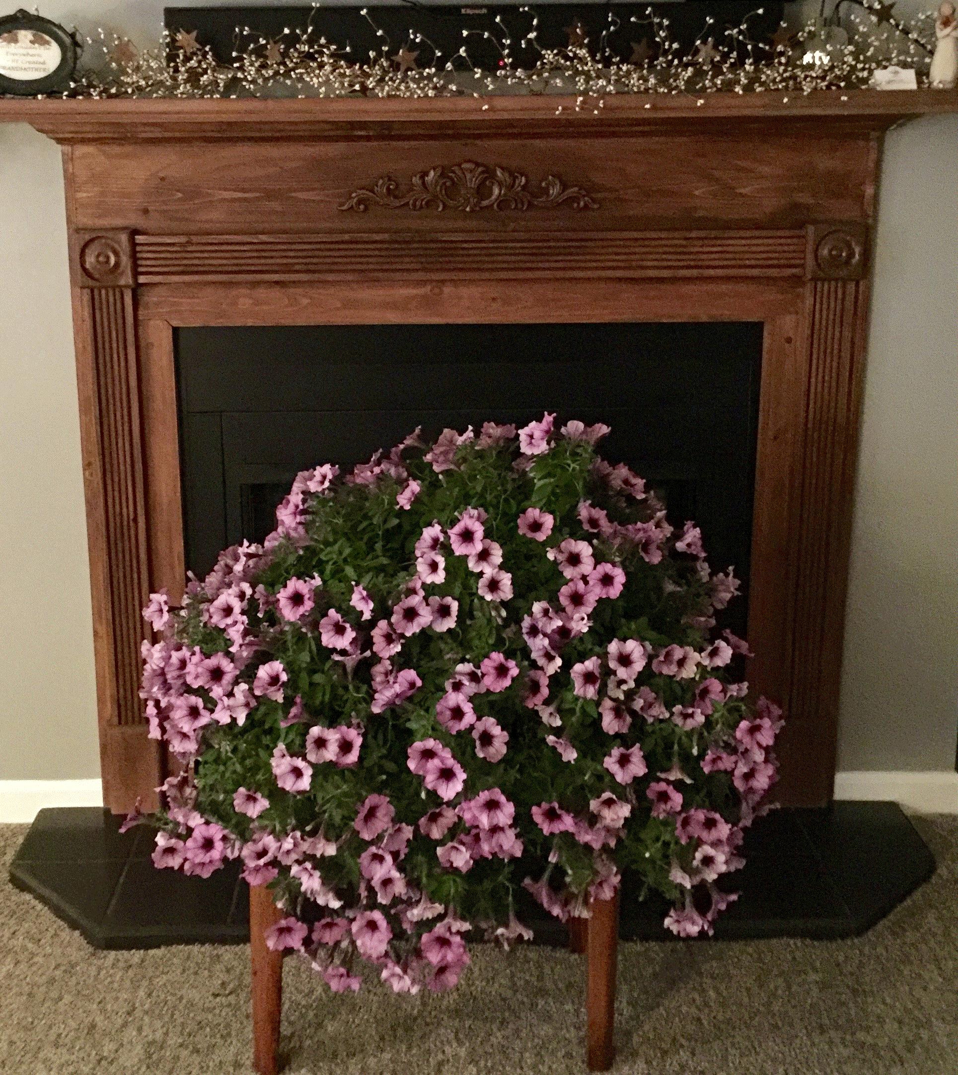 Arlene, Clarence, New York