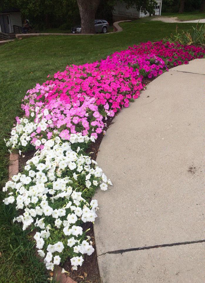 Holly, Oakland, Iowa