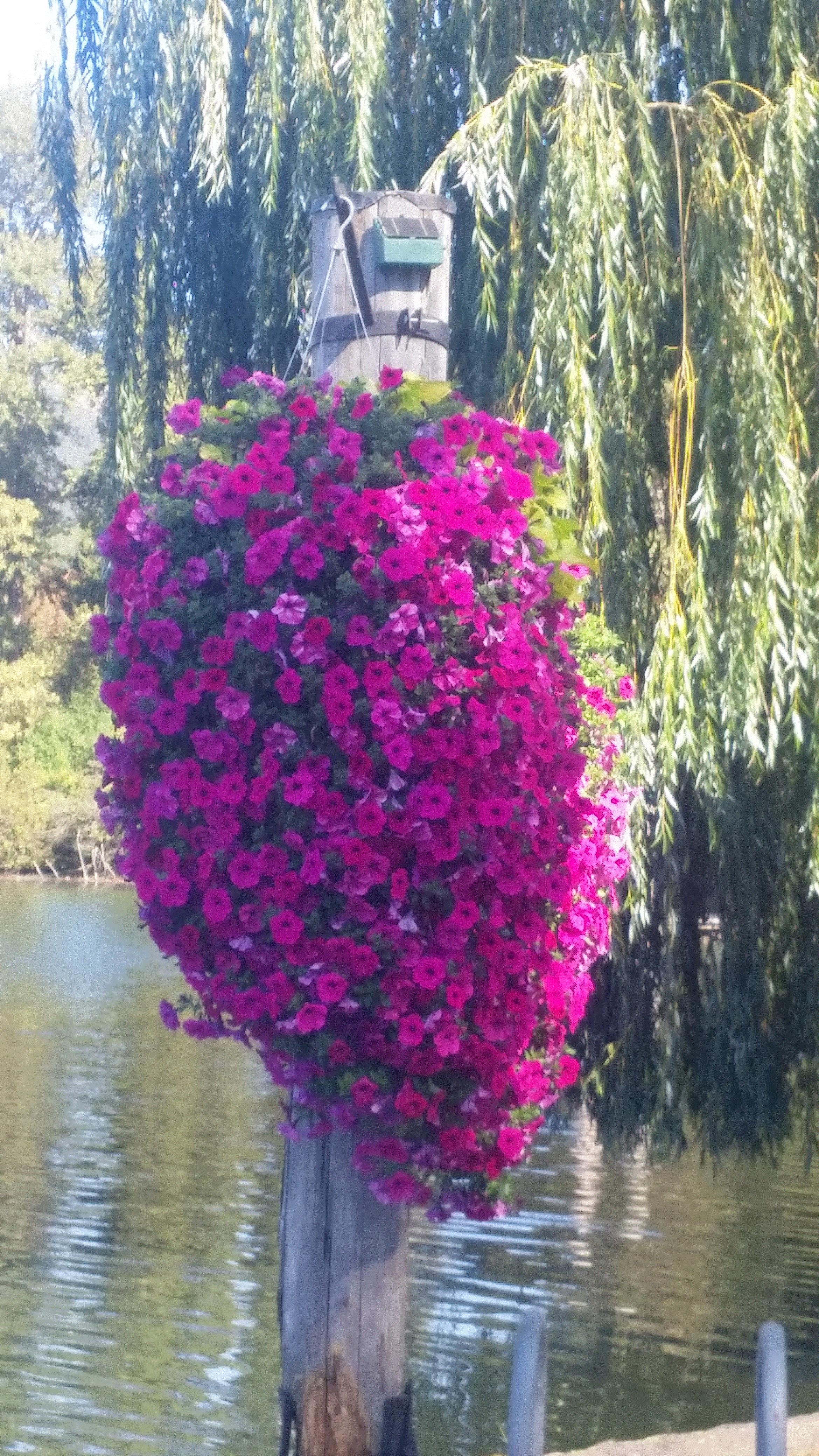 Nancy, St. Maries, Idaho