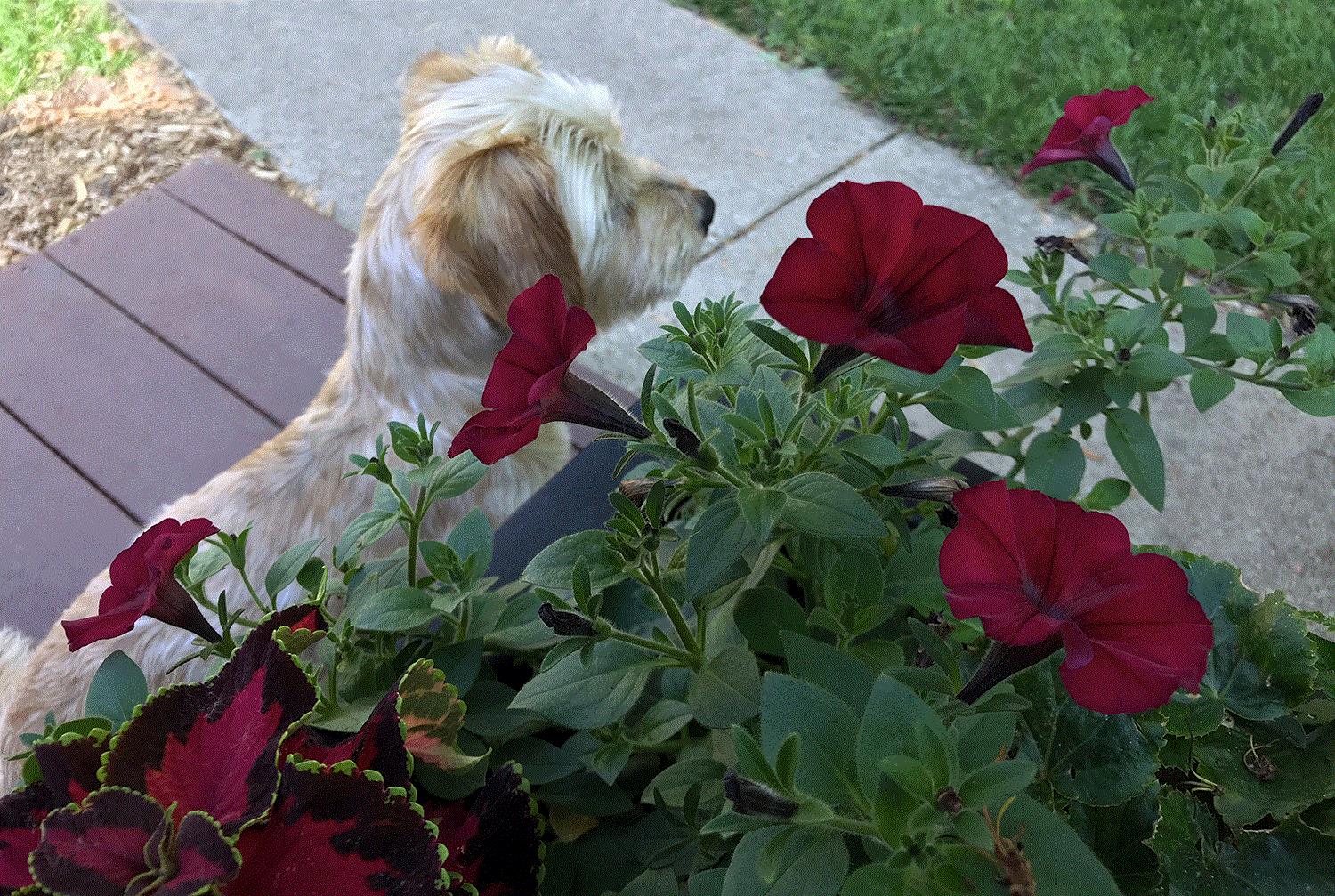 Steve, St. Charles, IL