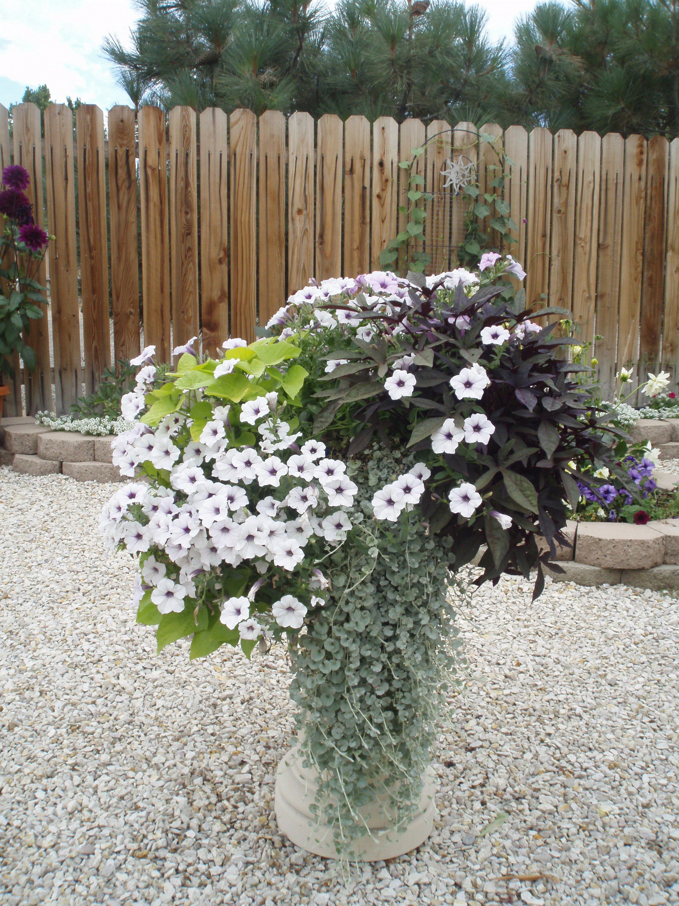 Gypsee, Carson City, Nevada