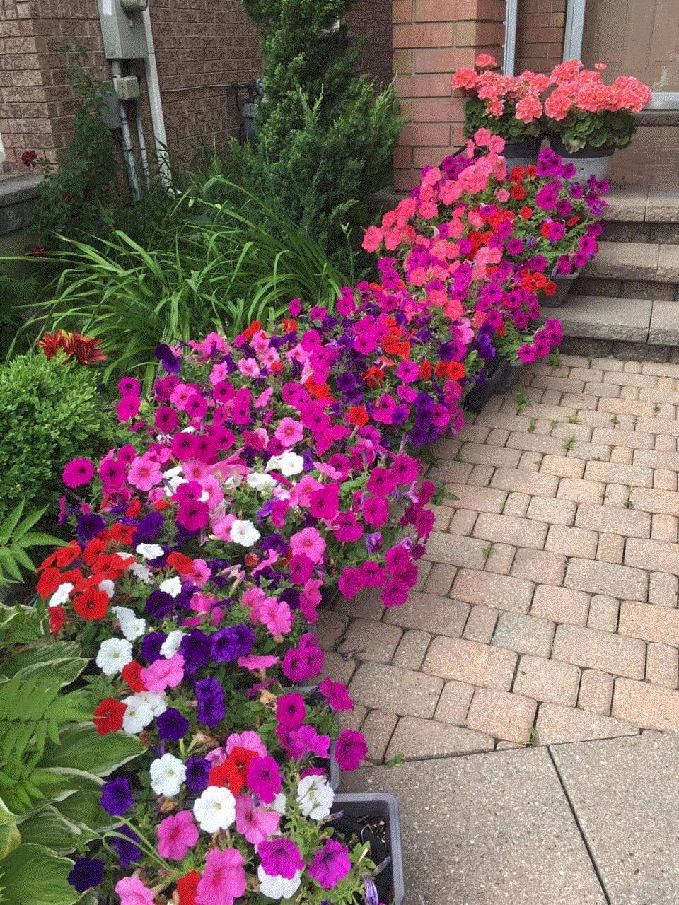 Farhan, Mississauga, Ontario