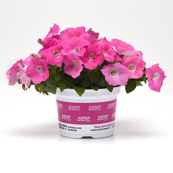 Easy Wave® Pink Pot