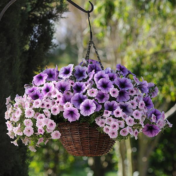 Easy Wave® Plum Vein Container 2