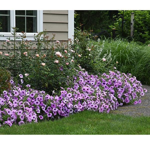 Easy Wave® Plum Vein Landscape