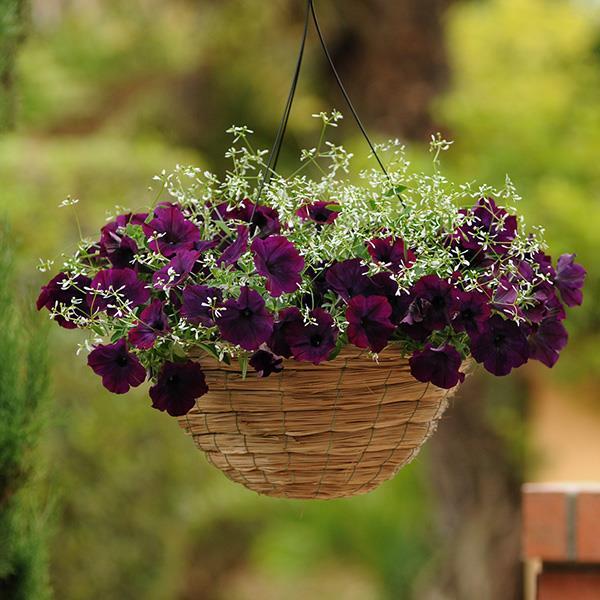 Easy Wave® Burgundy Velour Container 2