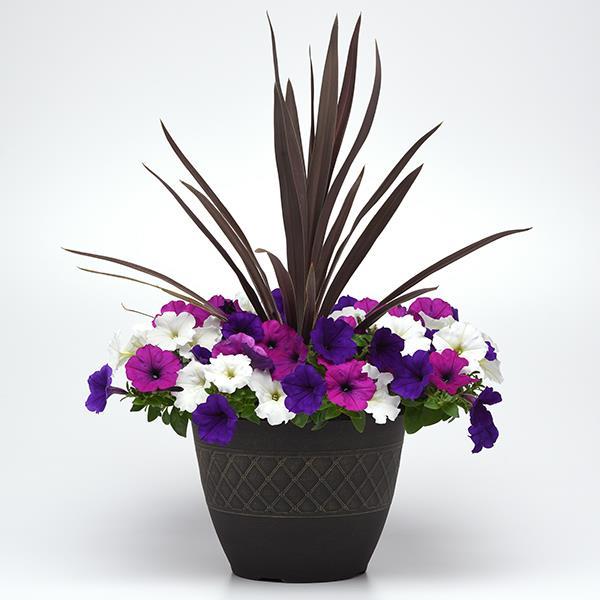 Easy Wave® Great Lakes Mixture Project