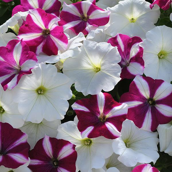 Easy Wave® Starfish Mixture Bloom