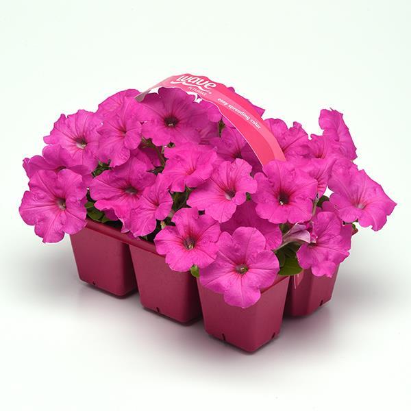 Easy Wave® Neon Rose Pot