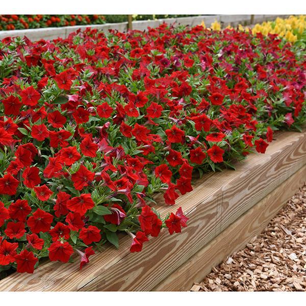 Easy Wave® Red Landscape