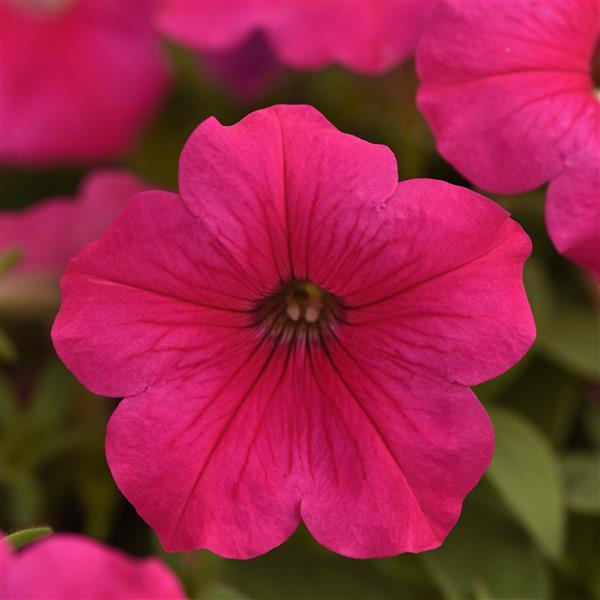 Easy Wave Rose