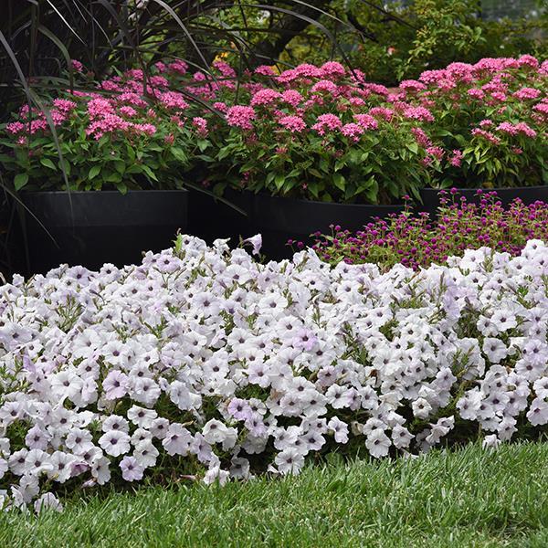 Easy Wave® Silver Landscape