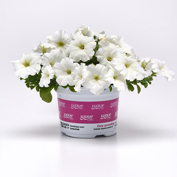 Easy Wave® White Pot