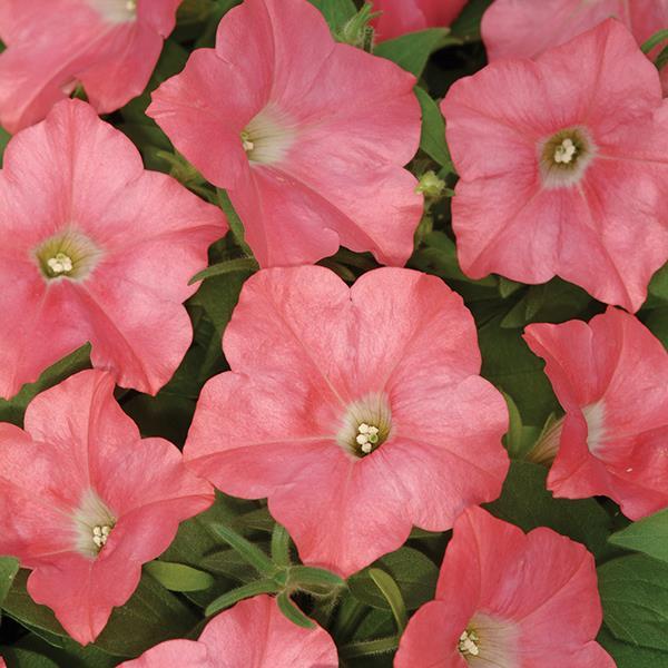 Easy Wave® Coral Reef Bloom