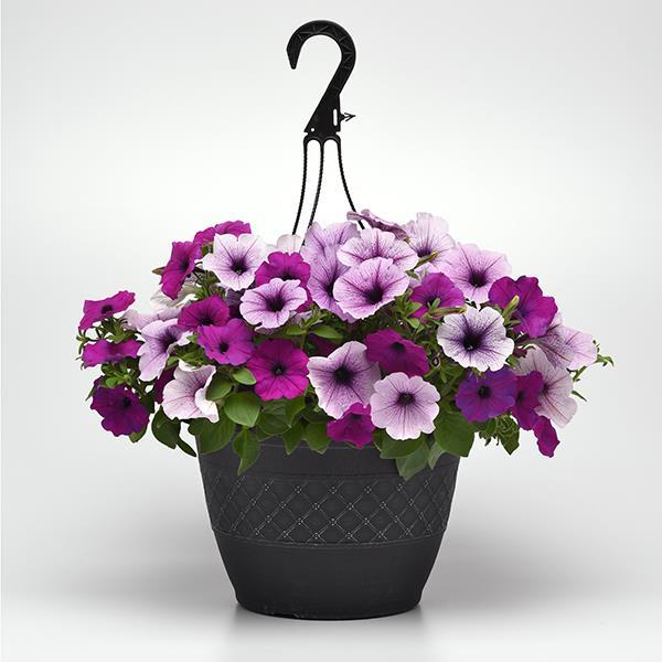 Easy Wave® Plum Pudding Mixture Container 1