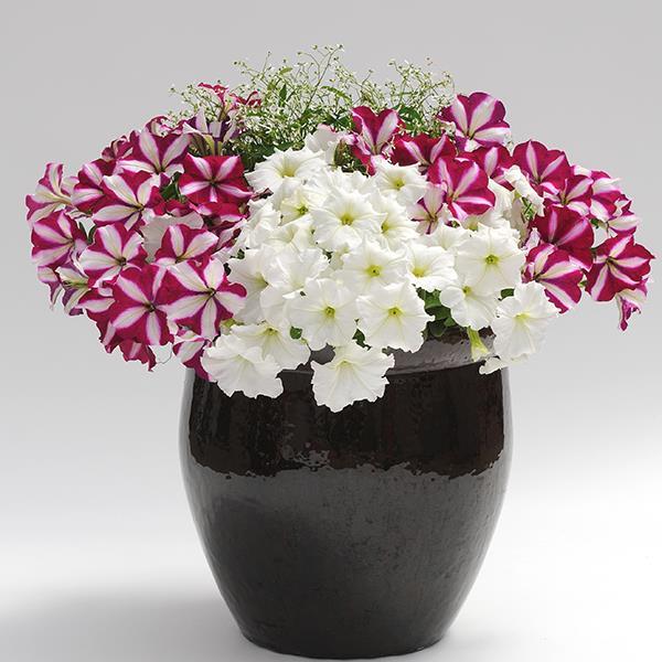 Easy Wave® Starfish Mixture Project