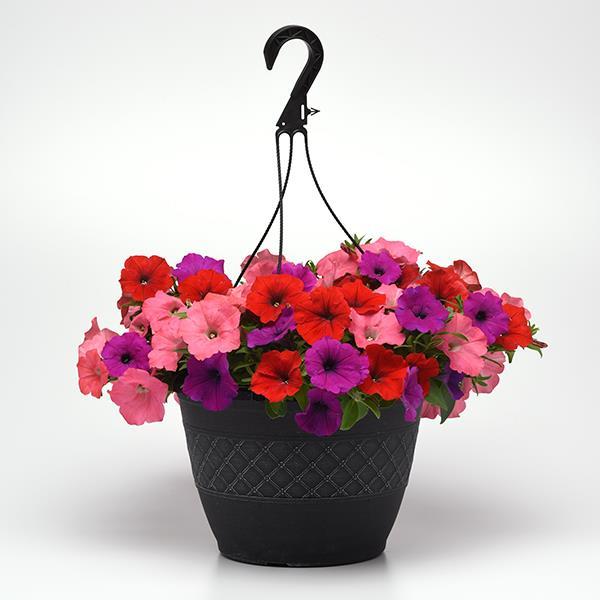 Easy Wave® South Beach Mixture Container 2