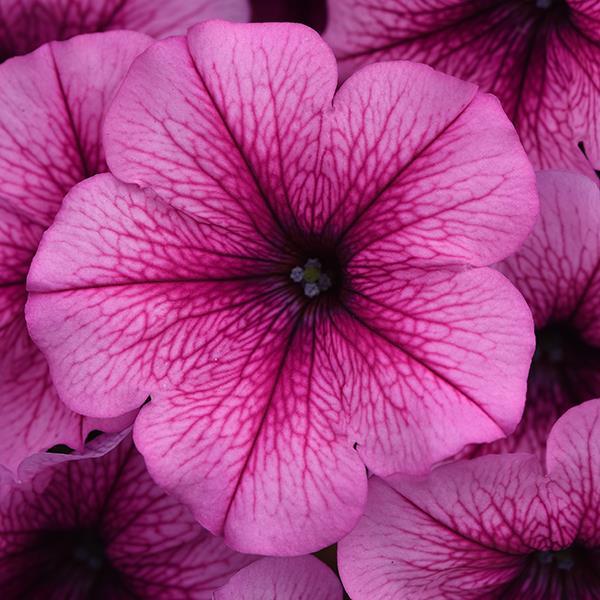 Easy Wave Rose Fusion
