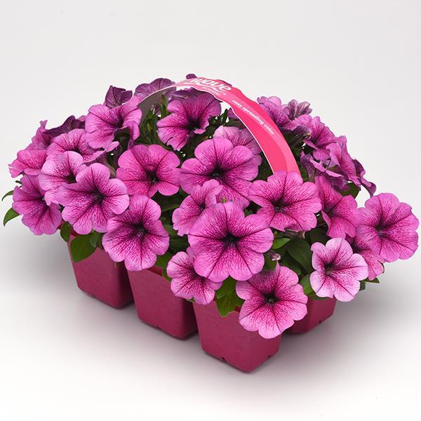 Easy Wave® Rose Fusion Project