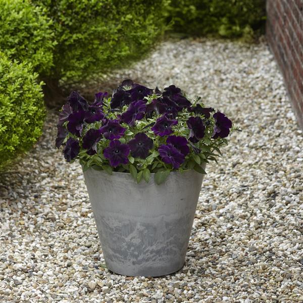 Easy Wave® Navy Velour Container 1