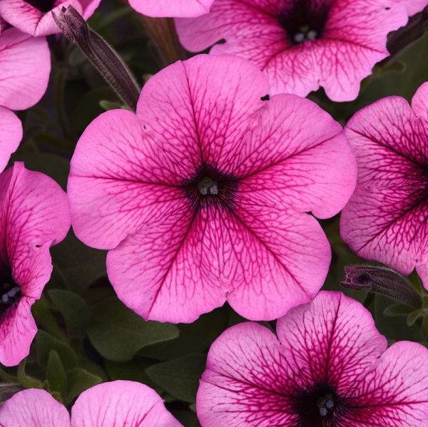 Canada - Top 10 Wave® Petunia Colors for 2021