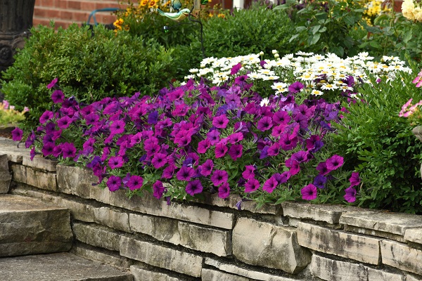 Canada - 3 Steps to Creating the Wave® Garden of Your Dreams
