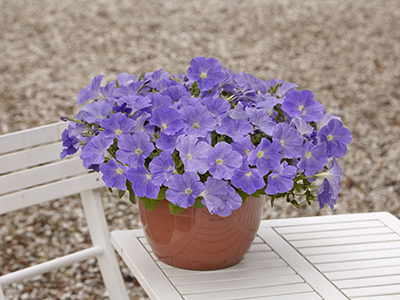 A tabletop pot of sky blue E3 Easy Wave petunias sits on a white patio set. 
