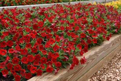 A garden bed full of Wave Red Petunias