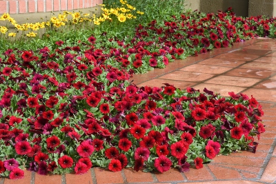 Outdoor garden with Easy Wave Red Velour Petunias in the landscape