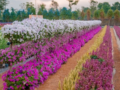 Tiered outdoor garden with mounds of bright pink, white and purple flowers.
