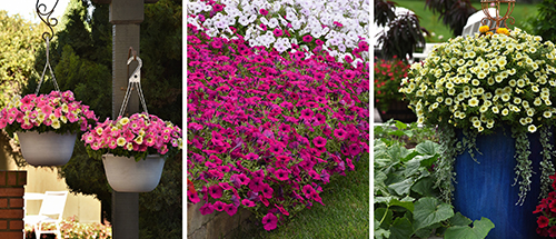 A collage of three Wave Petunias