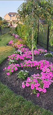 Bright pink flowers under a tree