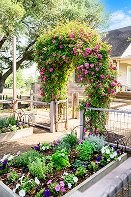 Outdoor garden trellis with raised garden beds