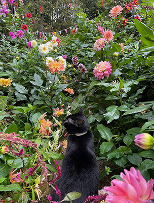 Black cat under a garden with colorful flowers