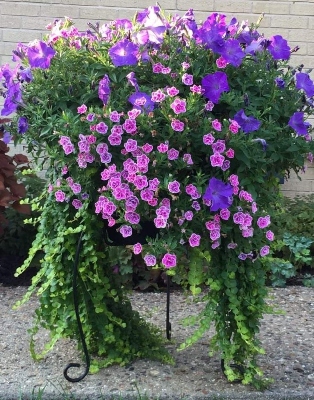 Various flower blooms in a large outdoor container