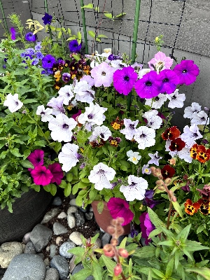 Various flower blooms